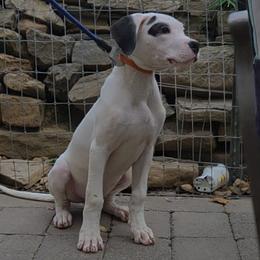 Boy 5 - White male Dogo Argentino puppy in Morgan Hill, Pennsylvania from De la Fuerza De Dios