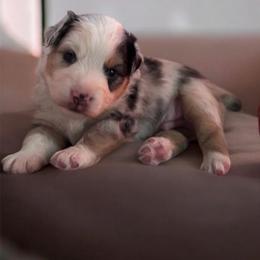 Tank - Blue merle male Miniature American Shepherd puppy in Rockford, Illinois from Andover Aussies