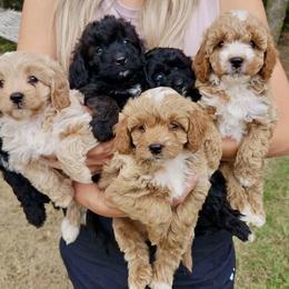 Cavapoo, Cockapoo, Goldendoodle, and Maltipoo Puppies from Perdue Puppies