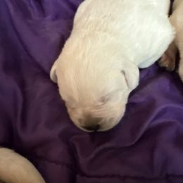 Boy 1 - Yellow male Labrador Retriever puppy in Isanti, Minnesota from Four Corners Family Labs