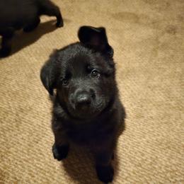 Aragorn - Blue - Black male German Shepherd puppy in Pine Bush, New York from Ahnenwätcher GSD