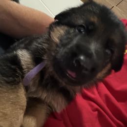 Bones - Black and red female German Shepherd puppy in Troy, New York from Vom Kalte Stadt