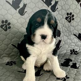 Duke - Black white and tan male English Springer Spaniel puppy in Casnovia, Michigan from DESK Springer Spaniels