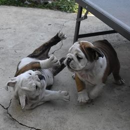 Bulldogs from SourMug Bulldogs