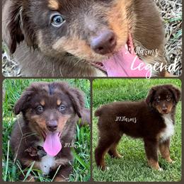 6 Legend - Red tri-color male Australian Shepherd puppy in Huntington, Texas from JKKJ Farms, LLC