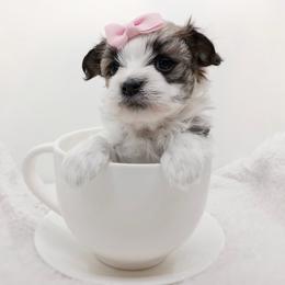 Companion Cross, Havanese, Mal-Shi, Maltese, Maltipoo, Morkie, and Shih Tzu Puppies from Seeking Shalom Acres Maltese, Maltipoos & Havamalts