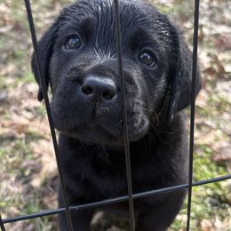 Labrador Retriever Puppies from Whiskey Mountain Labradors