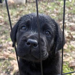 Labrador Retriever Puppies from Whiskey Mountain Labradors