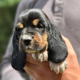 Female 3 - Black brown and white female Basset Hound puppy in Lindley, New York from Hill Top Basset Hounds & Cane Corso