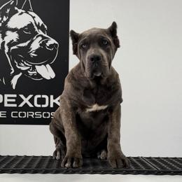 Gray Brindle Female - Gray brindle female Cane Corso puppy in Cashion, Oklahoma from APEXOK Cane Corsos