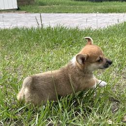Cupcake - Red female Pembroke Welsh Corgi puppy in Ocala, Florida from Rivermont Farm