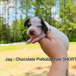 Jaq - Piebald male Dachshund puppy in Quitman, Mississippi from S-and-A Kennels