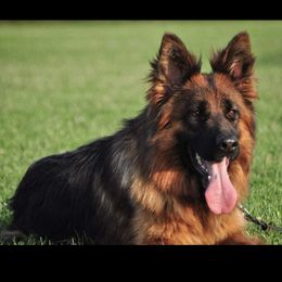 Osa - German Shepherd