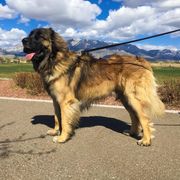 Oliver - Leonberger
