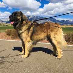 Oliver - Leonberger