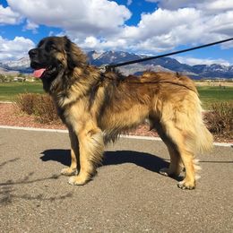 Oliver - Leonberger