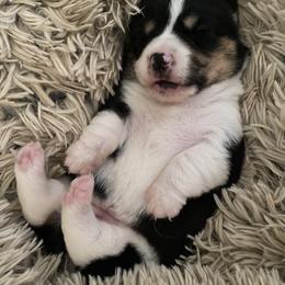 American Corgi and Pembroke Welsh Corgi Puppies from Wild West Corgis