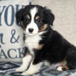 Smoke - Black tri male Miniature Australian Shepherd puppy in Killen, Alabama from Wilkers Wholehearted Mini Aussies