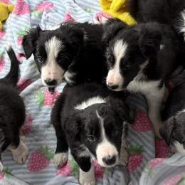 Border Collies and Karakachans from CK9