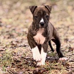 Female 3 - Brown brindle female American Staffordshire Terrier puppy in St. Augustine, Florida from LBK & Ancient City