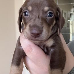 Rusty - Chocolate and tan male Dachshund puppy in Guthrie, Oklahoma from Kingdom Mini Dashchunds