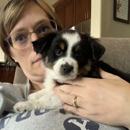Aussiedoodle and Miniature Australian Shepherd Puppies from Maple Ridge Mini Aussies