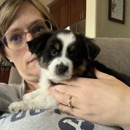 Aussiedoodle and Miniature Australian Shepherd Puppies from Maple Ridge Mini Aussies