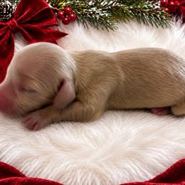 Noelle - Cream female Dachshund puppy in Sebring, Florida from Mini Weenies