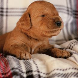 Bow - Red  male Goldendoodle puppy in Boise, Idaho from Goldendoodle Baby