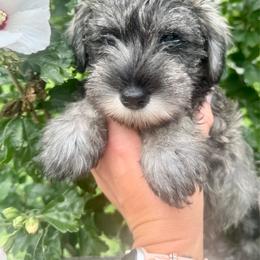 Silver Ribbon Girl - Salt and pepper female Miniature Schnauzer puppy in Floyd, Virginia from Little River Puppies