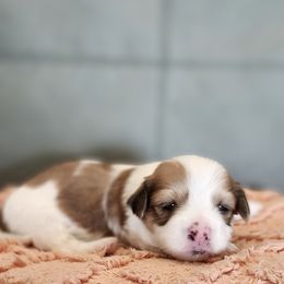 Girl 2 - White female Havanese puppy in Springville, California from Juniper Grove Havanese