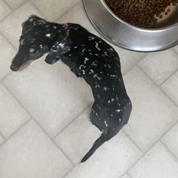 Qhaleesi - Dachshund