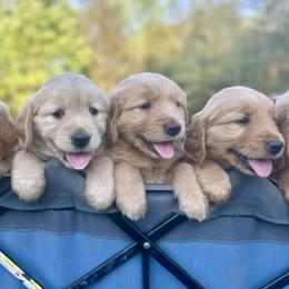 Comet - Golden Retriever