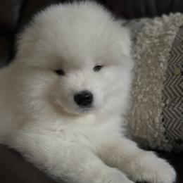 Boy 1 - White male Samoyed puppy in Oregon City, Oregon from White Cloud Samoyeds