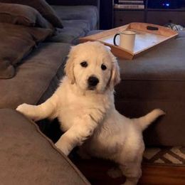 Golden Retriever Puppies from Dune Grass Goldens