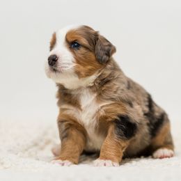 River - male Australian Mountain Doodle puppy in Cortez, Colorado from Sassy Pants Pups