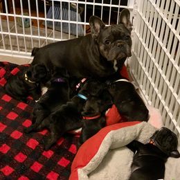 English Bulldog and French Bulldog Puppies from Jones Bulldogs