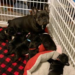 English Bulldog and French Bulldog Puppies from Jones Bulldogs