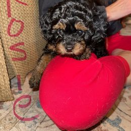 Red Collar Rosie - Black and tan female Cavapoo puppy in Flowery Branch, Georgia from Hannah's Pups