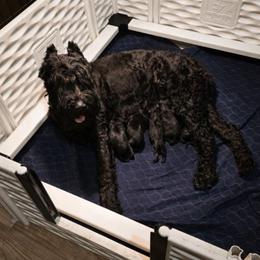 Grayson von Copper Cottage - Black male Giant Schnauzer puppy in Helena, Alabama from The Copper Cottage Canines LLC