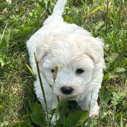 Puppy 2 Orange collar - White male Coton de Tulear puppy in St Johns, Michigan from Centennial Farms Cotons