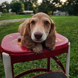 Randle - Dapple male Dachshund puppy in Mountain Grove, Missouri from Boot Scootin Pups