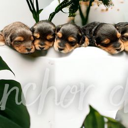 Bernedoodles, Poodles, and Yorkipoos from Anchor Dogs