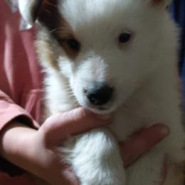 Shetland Sheepdogs from Rose Hill Farm