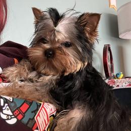 Tibby - Blue and gold female Yorkshire Terrier puppy in Kendallville, Indiana from Yorkies Kisses