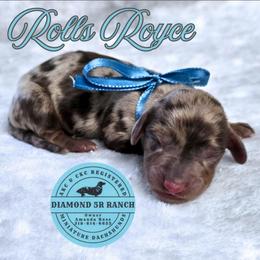 ROLLS ROYCE - Dapple male Dachshund puppy in Columbia, Louisiana from Diamond 5R Ranch AKC & CKC Miniature Dachshunds