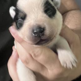 -Girl 1 - Blue female Australian Cattle Dog puppy in Kaufman, Texas from Emberwick Ranch