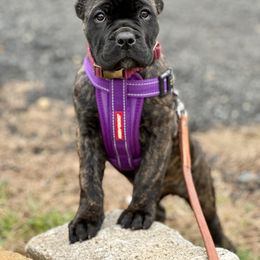 Cane Corso Puppies from Coastal View Kennels