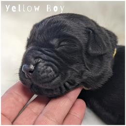 Goldendoodle, Labradoodle, Labrador Retriever, Poodle, and Sheepadoodle Puppies from Apple Creek Doodles