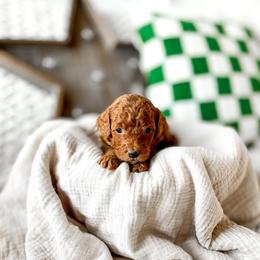 Pumbaa - Red  male Goldendoodle puppy in Springville, Utah from Happy Doodle